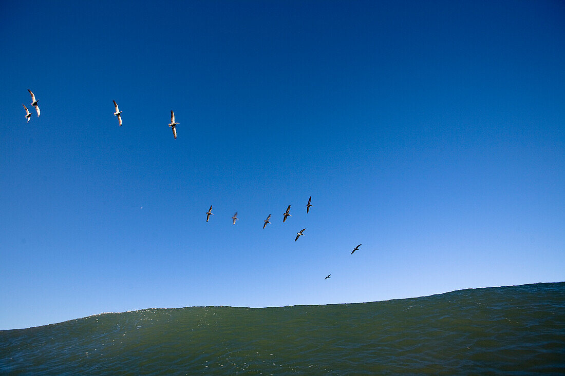A flock of pelicans fly over a wave Ventura, California, United States of America