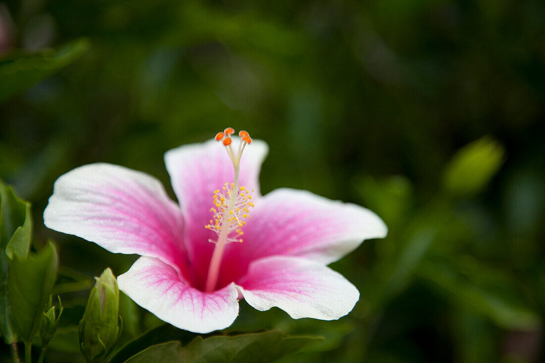 Eine rosa Hibiskusblüte an der Nordküste von Oahu, Hawaii, USA