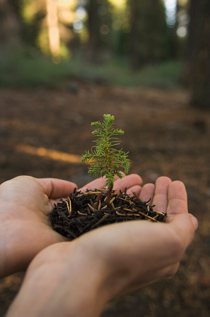 Woman holding mulch and small tree, Sequoia National Park, CA