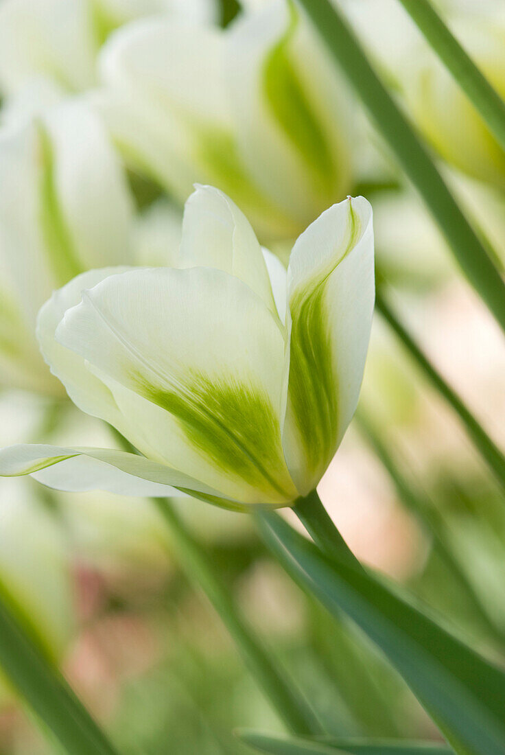 Close up of white tulip, Caracas, Caracas, Venezuela