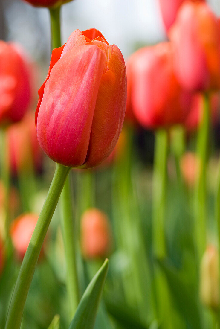 Close up of orange tulips, Caracas, Caracas, Venezuela