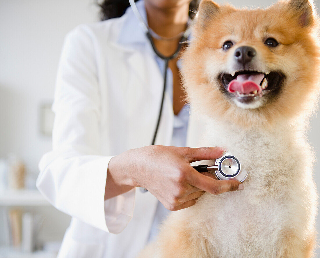 Mixed race veterinarian listening to Pomeranian dog's heartbeat, Jersey City, New Jersey, USA