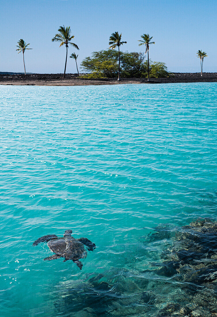 Turtle swimming in tropical water, Kona, Hawaii, United States