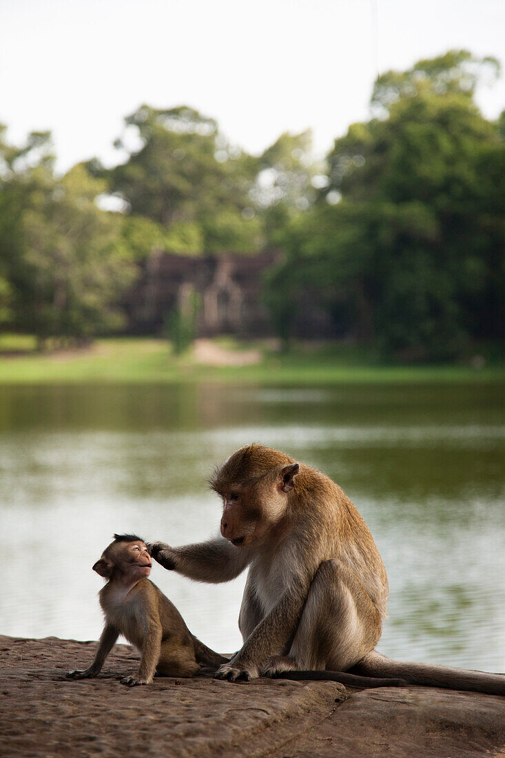Monkeys sitting near river, Angkor, Siem Reap, Cambodia