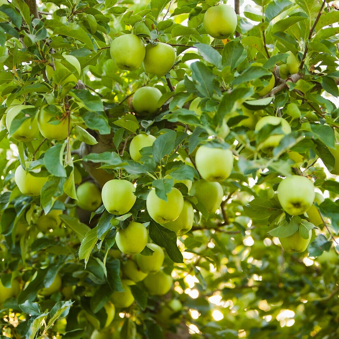 Green apples growing on tree, Pleasant Grove, Utah, USA