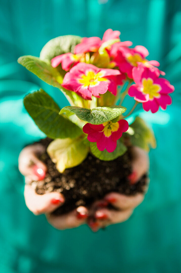 Woman holding blooming flowers, Elk Grove, CA, USA