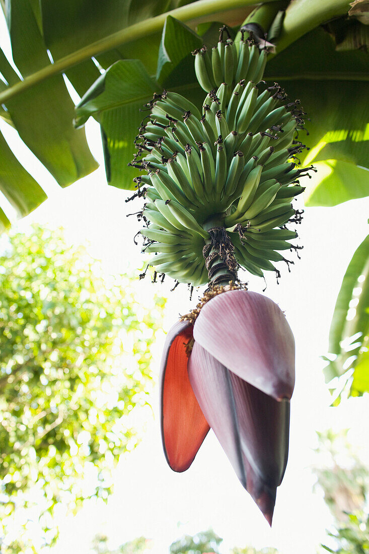 Bloom on bunch of bananas, Miami, Florida, United States