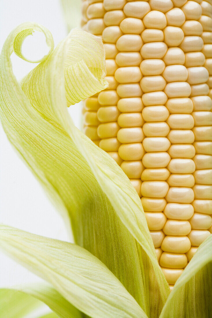 Close up of corn on the cob, Miami, Florida, United States