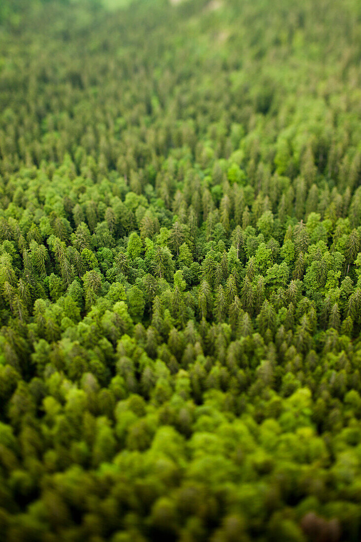 Trees in forest, Neuchatel, Neuchatel, Switzerland