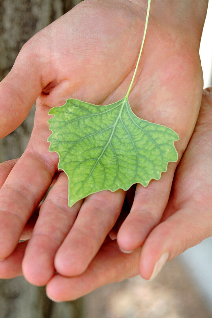 Caucasian woman holding small green leaf, Santa Fe, New Mexico, USA