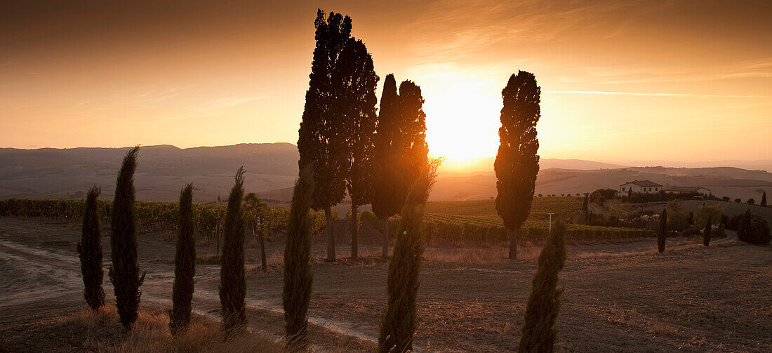 Trees and countryside at sunset, Siena, Toscana, Italia