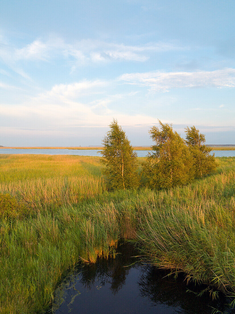 Küstenlandschaft, Bodden, Zingst, Fischland-Darß-Zingst, Mecklenburg-Vorpommern, Deutschland