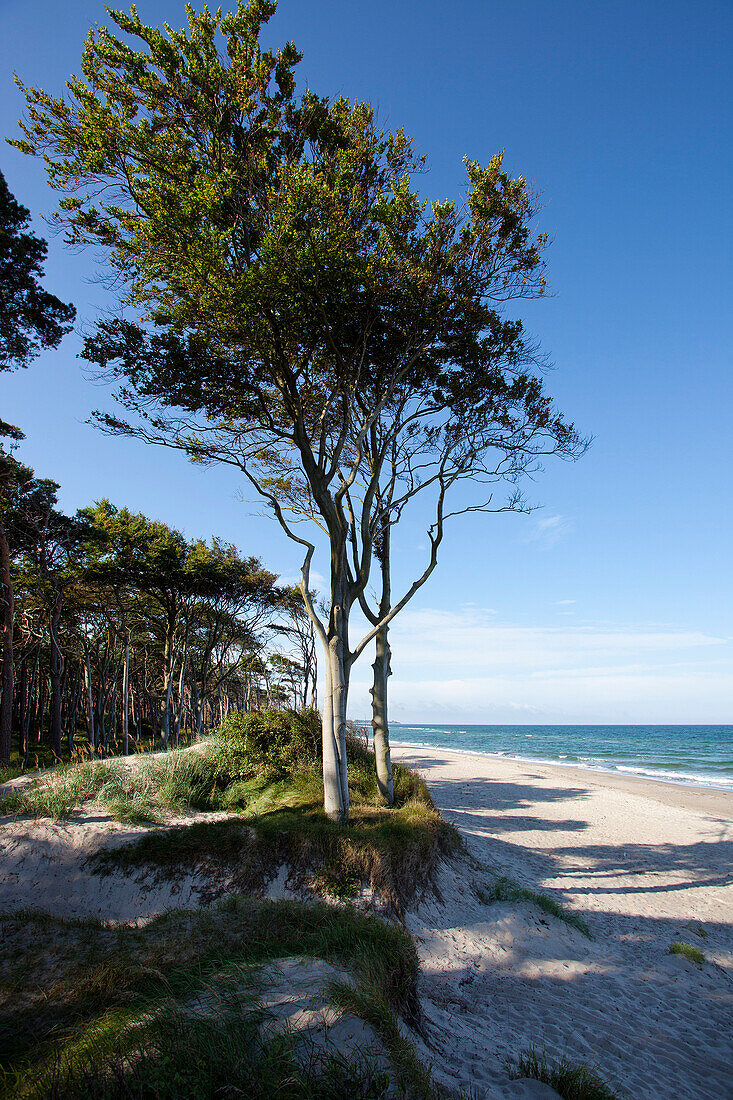 Trees at the beach, Ahrenshoop, Fischland-Darss-Zingst, Mecklenburg-Vorpommern, Germany