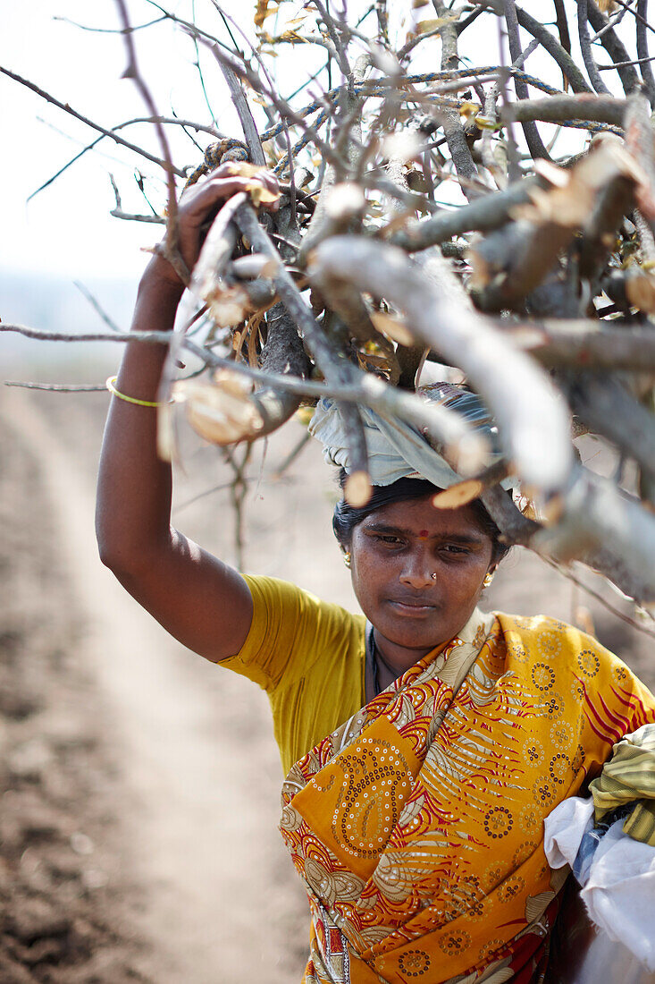 Frau trägt Feuerholz, Kabini, Karnataka, Indien