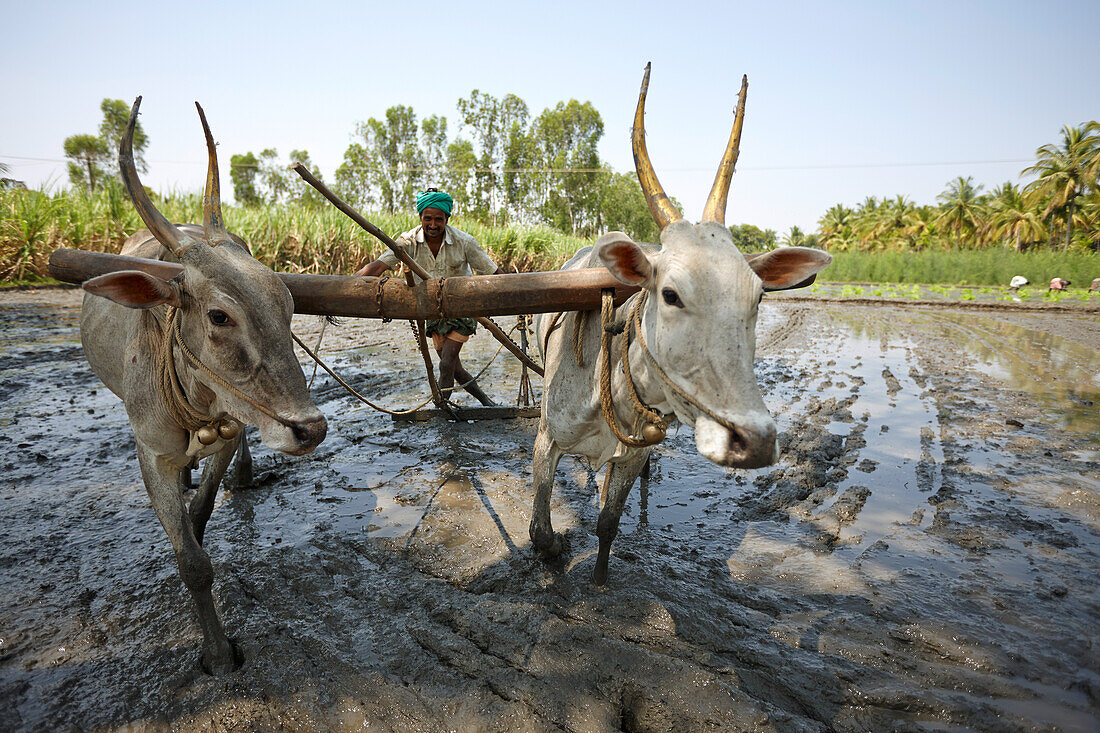 Ochsenpflug im überfluteten Reisfeld, Somanathapura, Karnataka, Indien