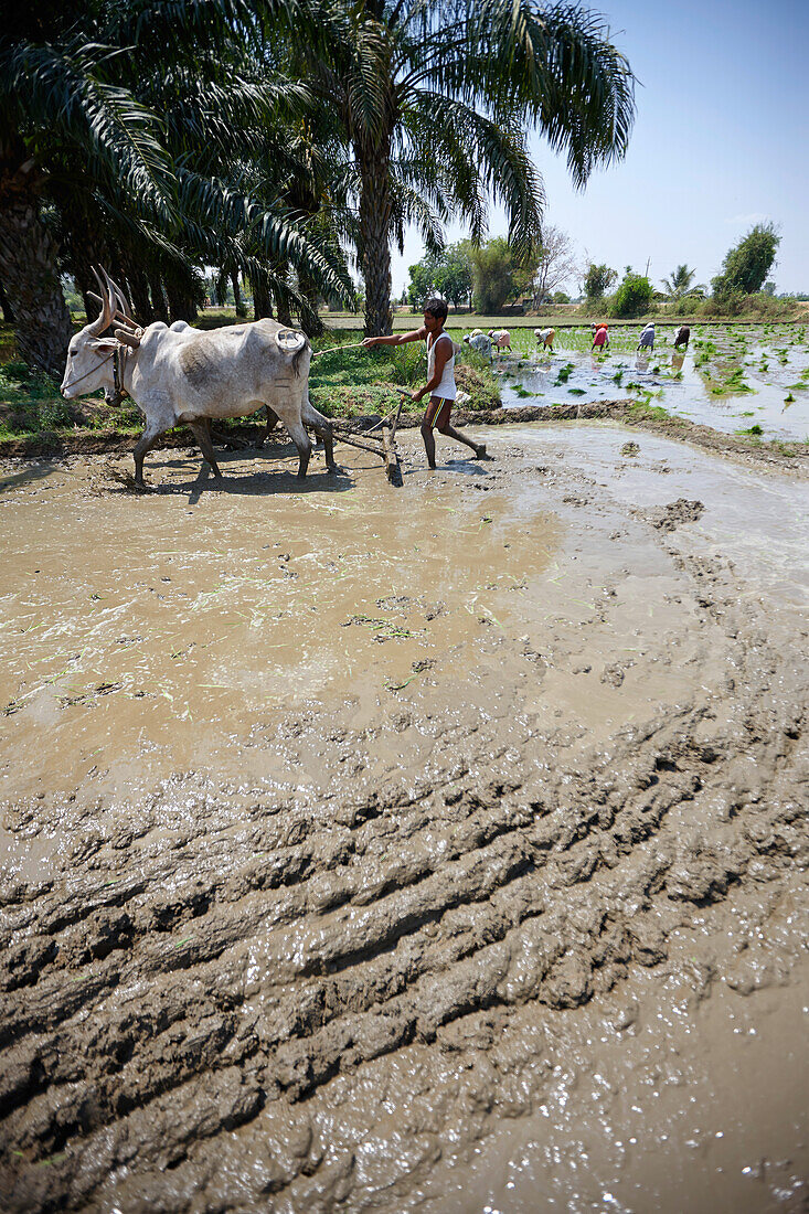 Ox plow on flooded rice field, Somanathapura, Karnataka, India