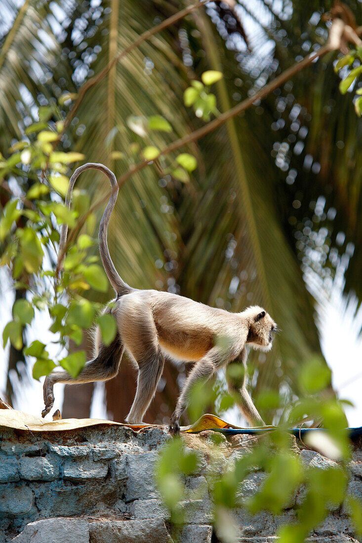 Gray langur, Hampi, Karnataka, Indien