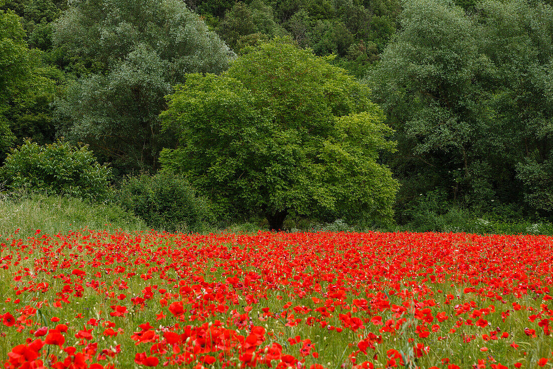 Poppy field in the valley of the Nera river, Vallo di Nera, Valnerina, St. Francis of Assisi, Via Francigena di San Francesco, St. Francis Way, province of Terni, Umbria, Italy, Europe