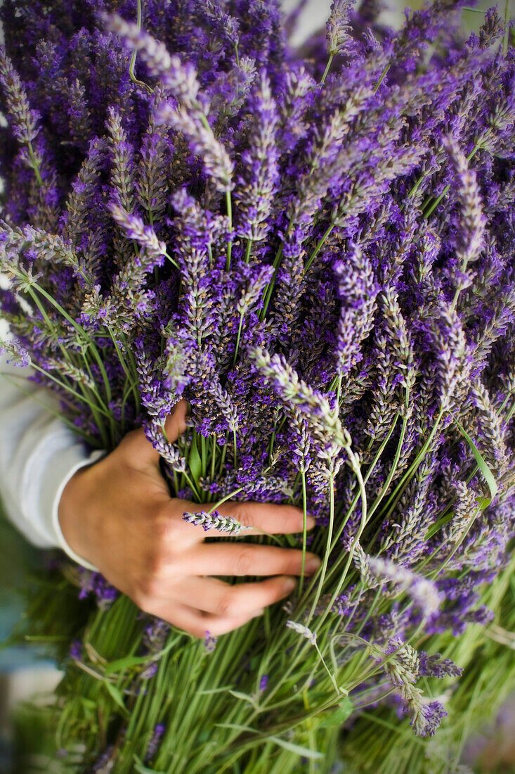 Asian woman holding bunch of lavender flowers, Sequim, WA