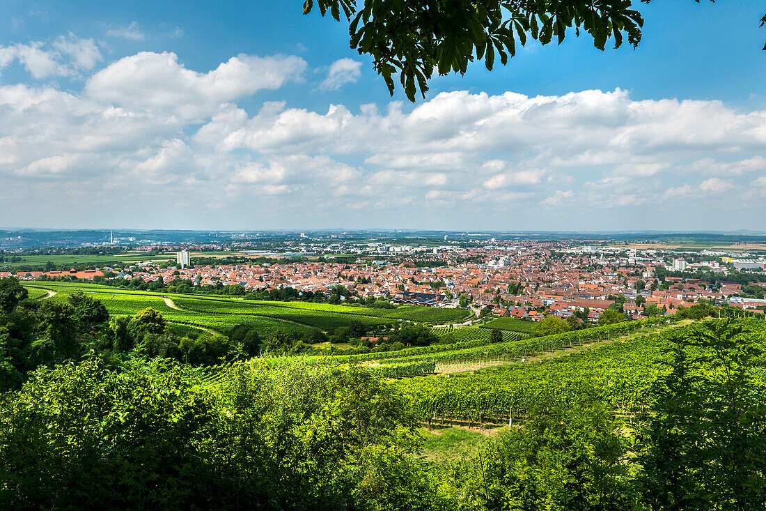 View from mount Kappelberg with vineyards to Fellbach, Baden-Wuerttemberg, Germany