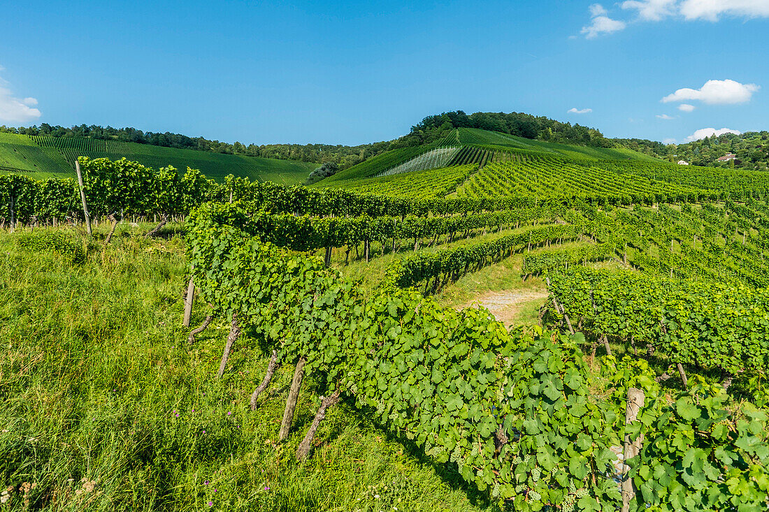 Vineyards at Kappelberg, Fellbach, Baden-Wurttemberg, Germany