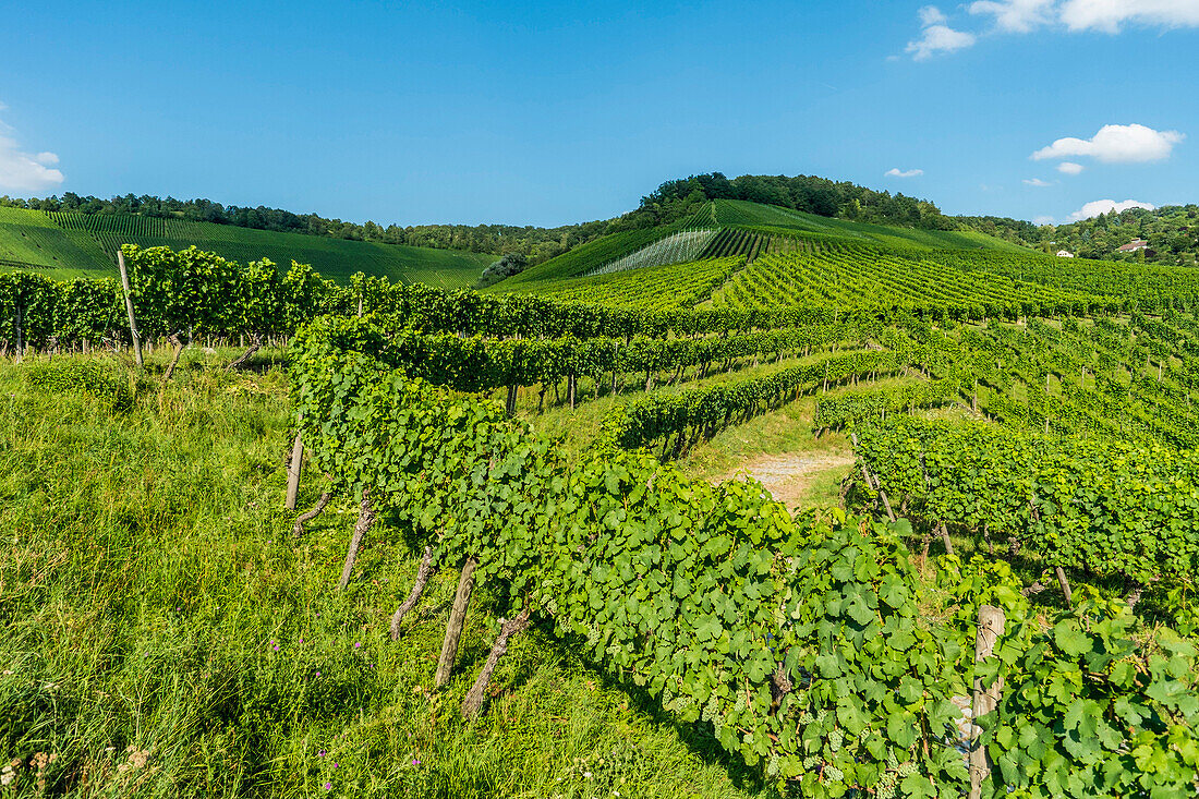 Weinberge am Kappelberg, Fellbach, Baden-Württemberg, Deutschland