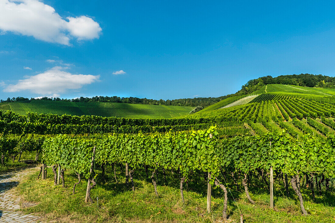 Weinberge am Kappelberg, Fellbach, Baden-Württemberg, Deutschland