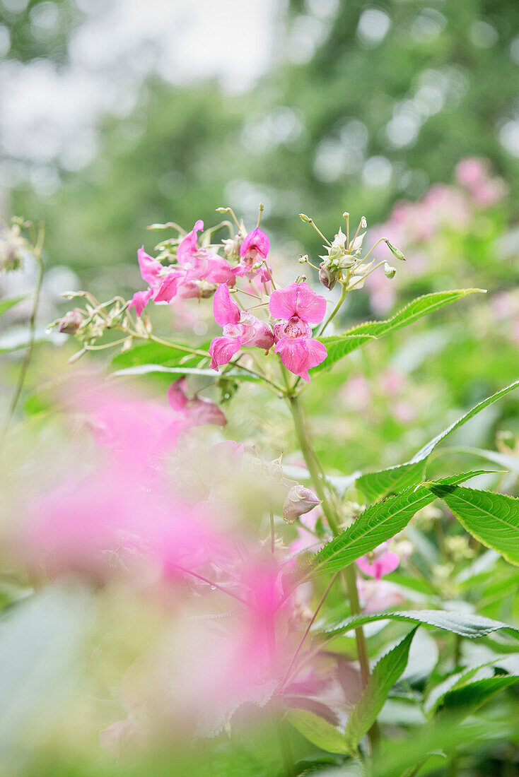 Springkraut, Naturpark Donaumoos, Langenau, Baden-Württemberg, Deutschland