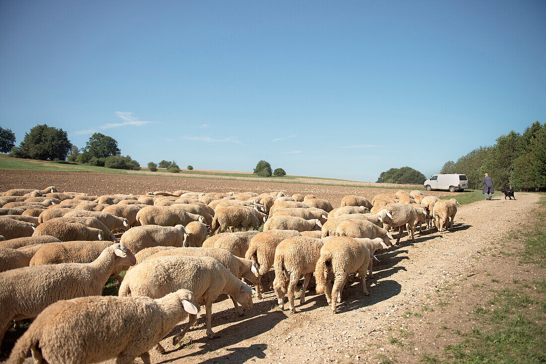 Sheepherd with flock of sheep, former military training area near Munsingen, UNESCO biosphere reserve Swabian Alps, Baden-Wurttemberg, Germany