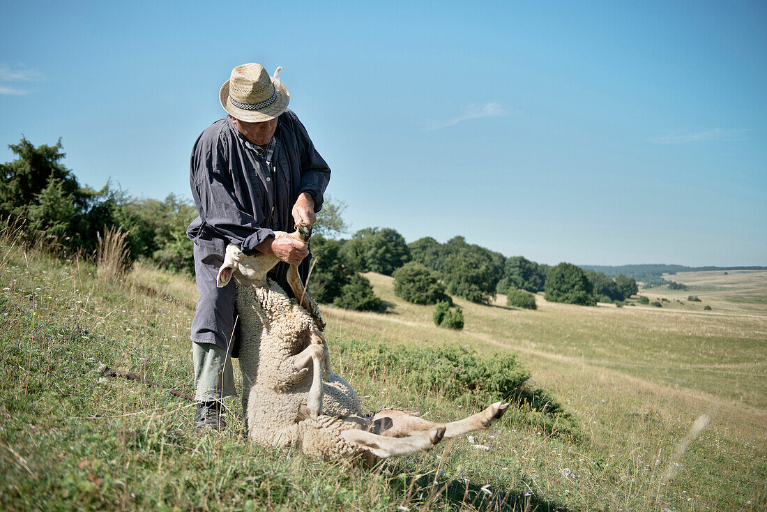 Shepherd cutting claws of a sheep, former military training area near Munsingen, UNESCO biosphere reserve Swabian Alps, Baden-Wurttemberg, Germany