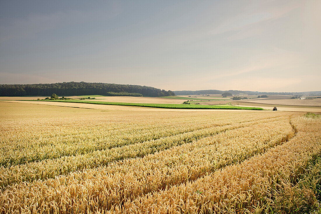 Grain fields, Merklingen, Baden-Wuerttemberg, Germany