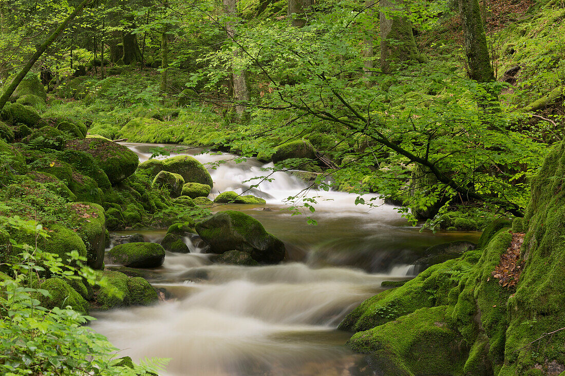 Stream, Grobbach, Geroldsau, Black Forest, Baden-Baden, Baden-Wuerttemberg, Germany