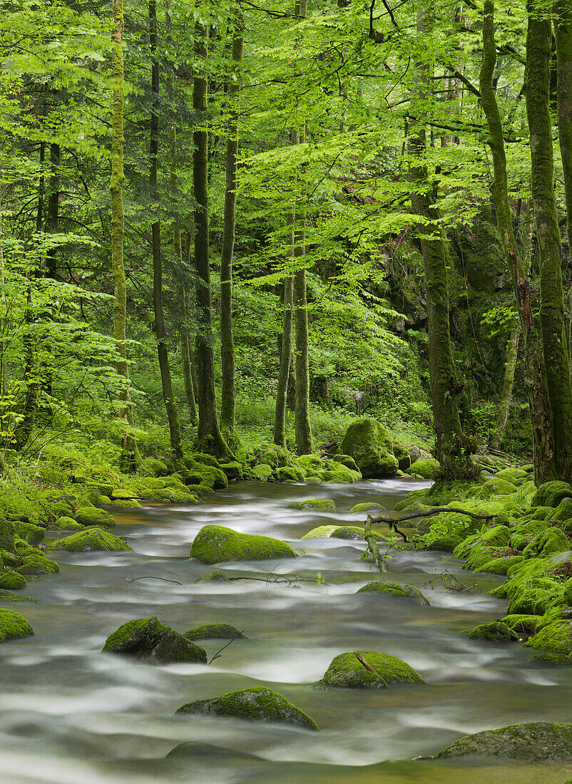 Stream, Grobbach, Geroldsau, Black Forest, Baden-Baden, Baden-Wuerttemberg, Germany