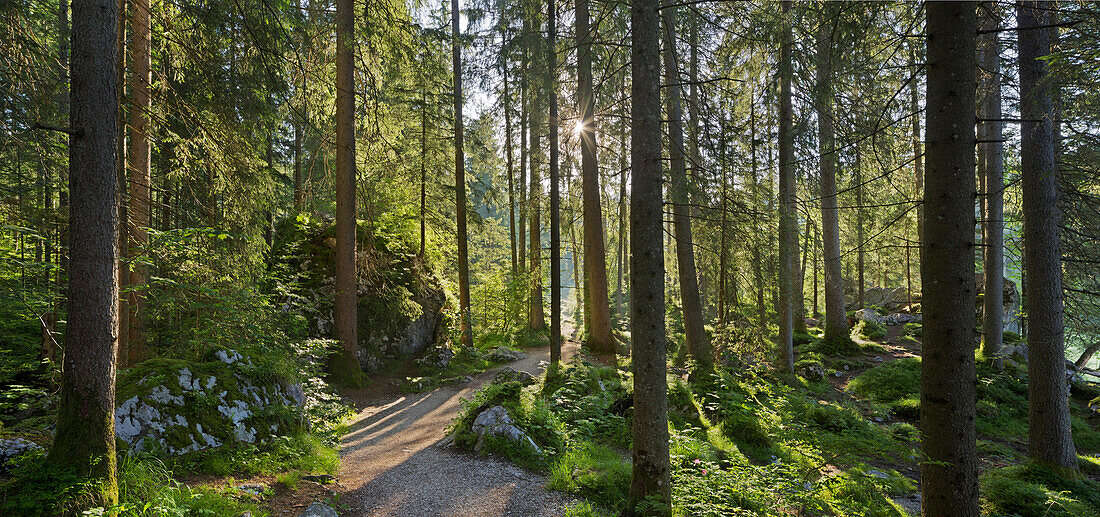 Path at lake Hintersee in the morning, Berchtesgadener Land, Bavaria, Germany