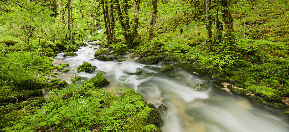 River, Le Dessoubre, Cirque de la Consolation, Doubs, France