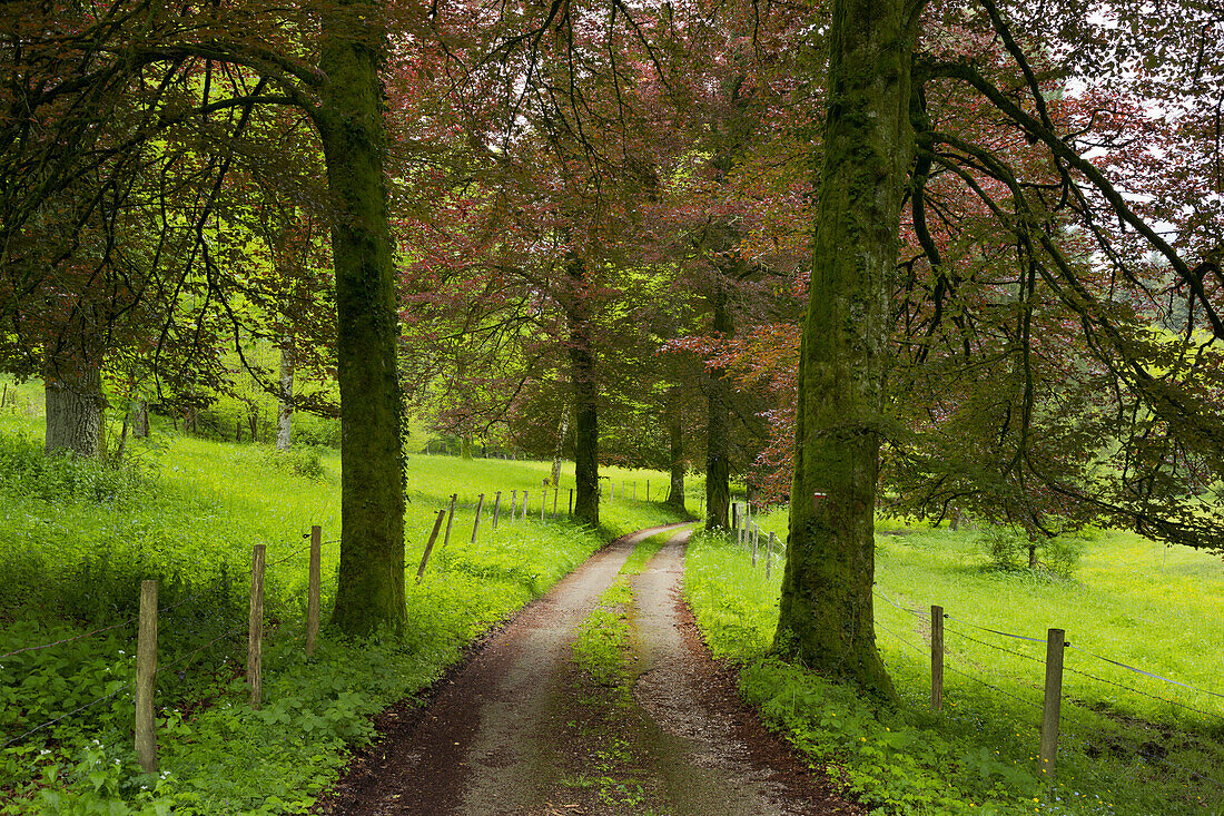 Karrenweg mit Rotbuchen, Nans-sous-Sainte-Anne, Doubs, Frankreich