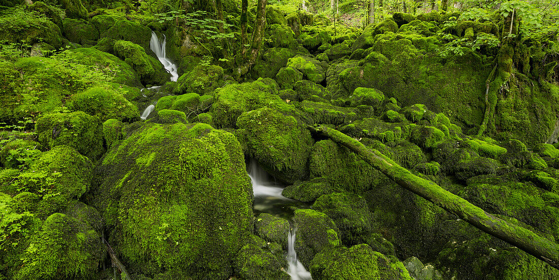 moosbedeckte Steine, nahe Arbois, Jura, Frankreich