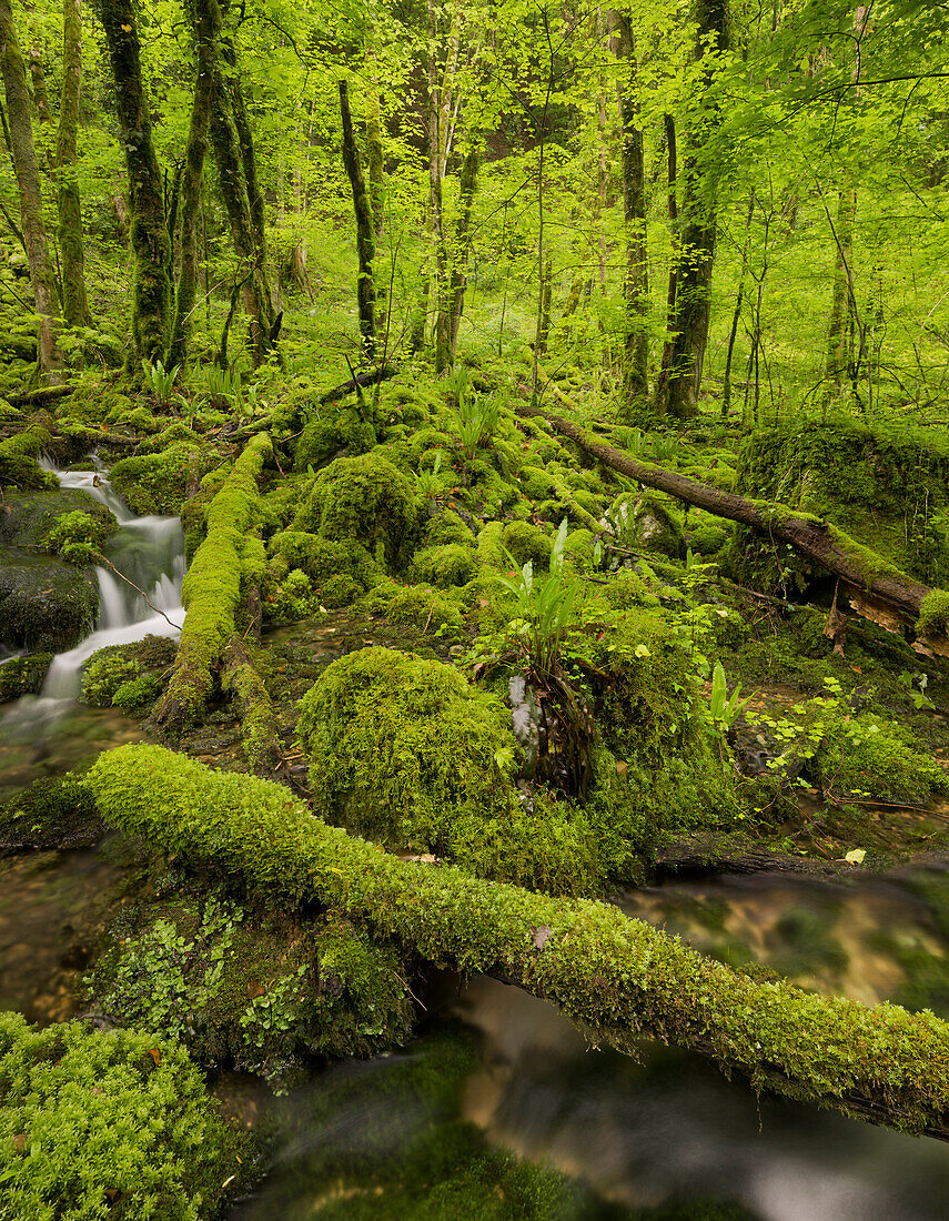 grüner Wald nahe Arbois, Jura, Frankreich