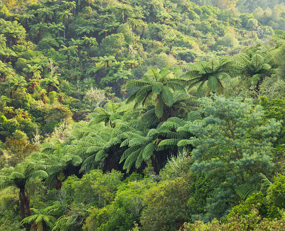 Tree ferns, Rain forest, Rotorua, Bay of Plenty, North Island, New Zealand