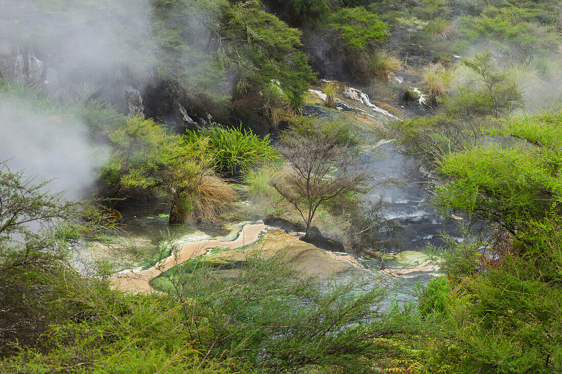 Hot Springs, Waimangu Volcanic Valley, Rotorua, Bay of Plenty, North Island, New Zealand