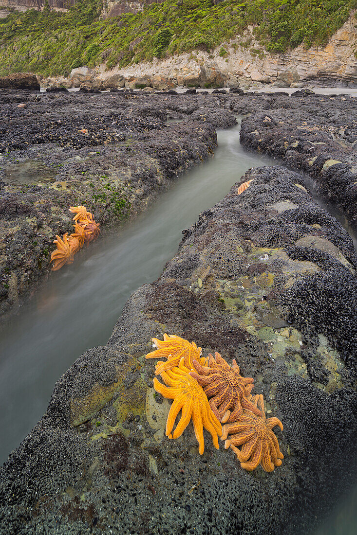 Starfish on rocks, Paparoa, West Coast, South Island, New Zealand