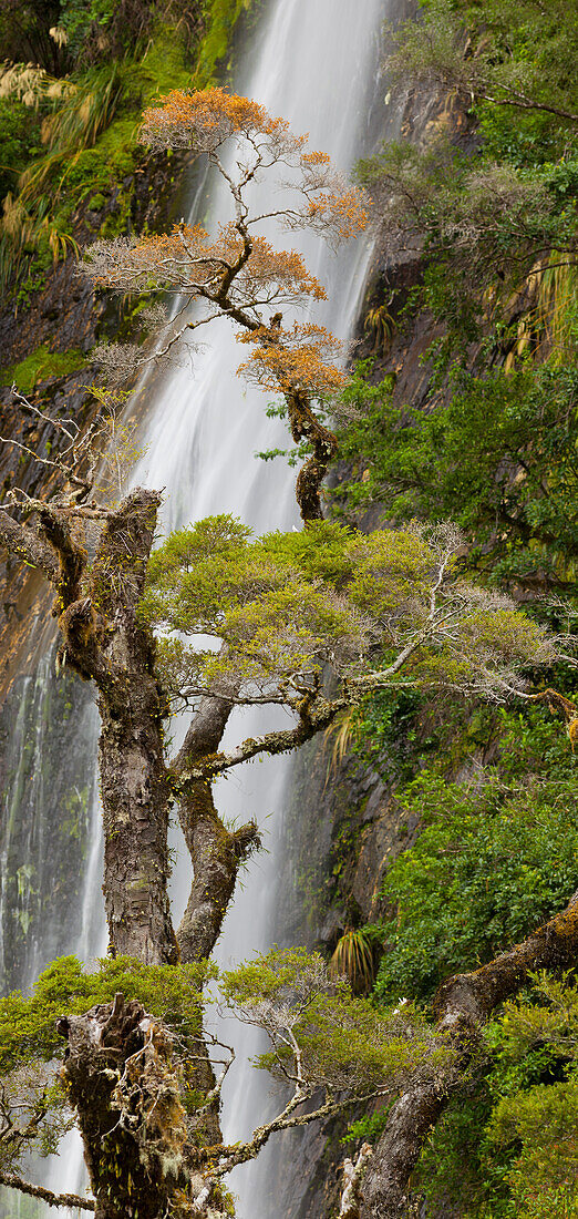 Thunder Creek Falls, Mount Aspiring National park, Hasst Pass, West Coast, South Island, New Zealand