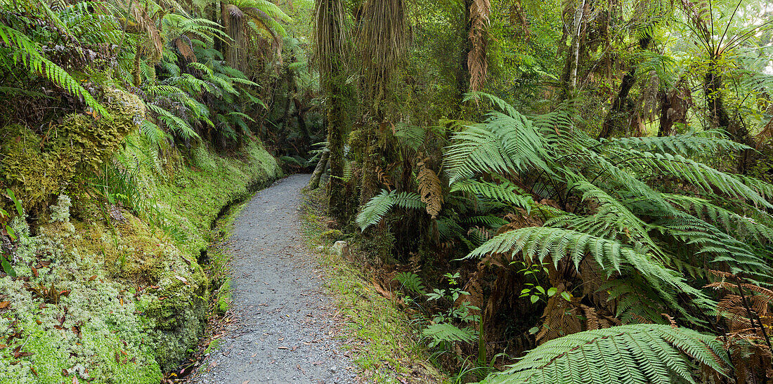 Trail at Lake Matheson, West Coast, South Island, New Zealand