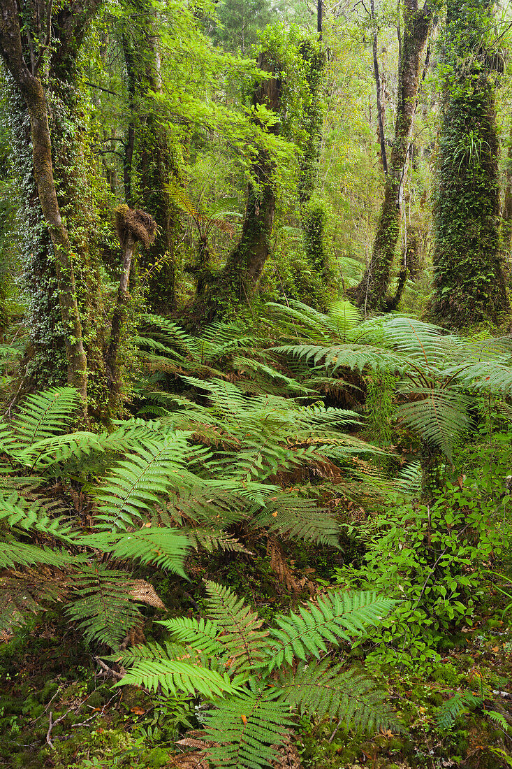 Baumfarne, Ship Creek, West Coast, Südinsel, Neuseeland