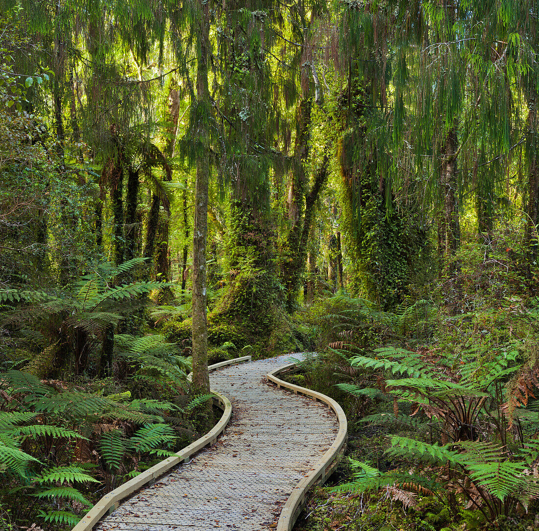 Trail through rain forest, West Coast, South Island, New Zealand