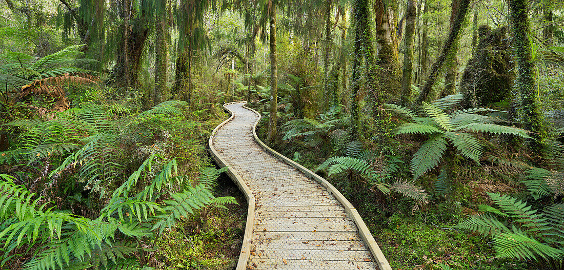 Weg durch den Regenwald, Ship Creek, West Coast, Südinsel, Neuseeland