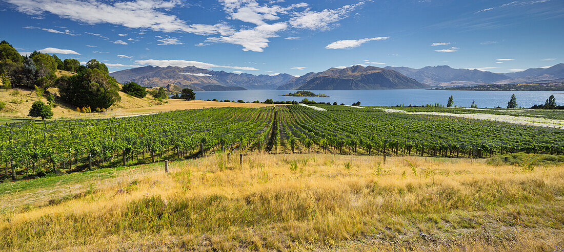 Rippon Weinberge, Ruby Island, Lake Wanaka, Otago, Südinsel, Neuseeland