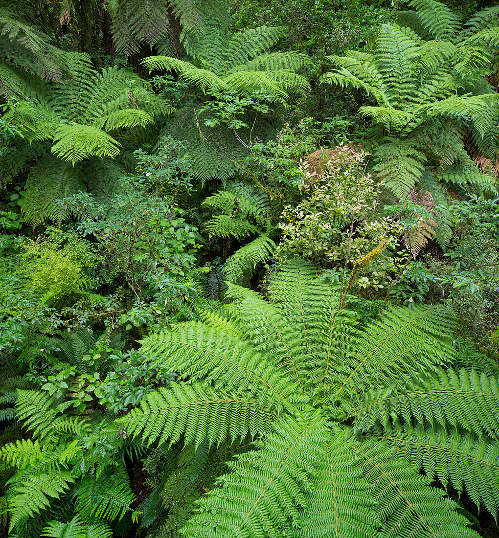 Wald, Farne, Fiordland Nationalpark, Southland, Südinsel, Neuseeland