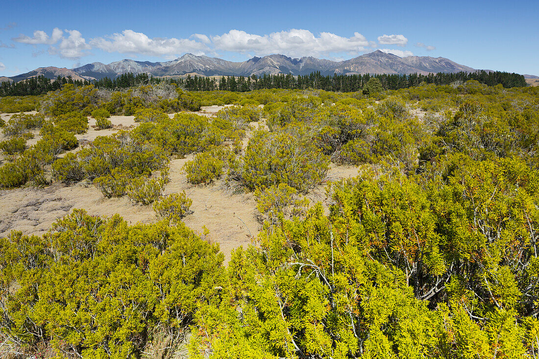 The Key, Wilderness Area Scientific Reserve, Te Anau, Southland, Südinsel, Neuseeland