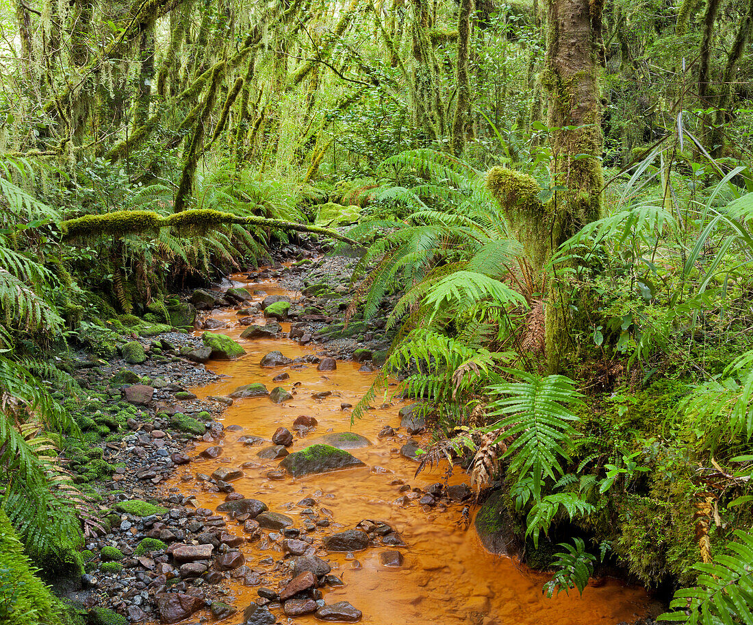 Forest with ferns and stream, Fiordland National park, Southland, South Island, New Zealand